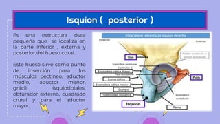 Isquion ( posterior )
Es una estructura ósea
pequeña que se localiza en
la parte inferior , externa y
posterior del hueso coxal.
Este hueso sirve como punto
de inserción para los
músculos pectíneo, aductor
medio, aductor menor,
grácil, isquiotibiales,
obturador externo, cuadrado
crural y para el aductor
mayor.
 