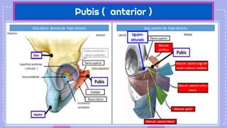 Pubis ( anterior )
 