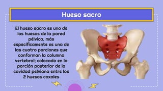 El hueso sacro es uno de
los huesos de la pared
pélvica, más
específicamente es una de
las cuatro porciones que
conforman la columna
vertebral; colocado en la
porción posterior de la
cavidad pelviana entre los
2 huesos coxales
Hueso sacro
 