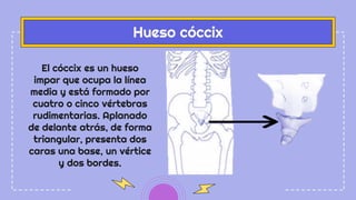 El cóccix es un hueso
impar que ocupa la línea
media y está formado por
cuatro o cinco vértebras
rudimentarias. Aplanado
de delante atrás, de forma
triangular, presenta dos
caras una base, un vértice
y dos bordes.
Hueso cóccix
 