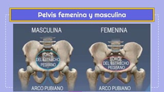Pelvis femenina y masculina
 