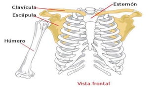 Cintura pelvica.pptx