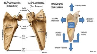 Cintura pelvica.pptx