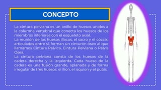 La cintura pelviana es un anillo de huesos unidos a
la columna vertebral que conecta los huesos de los
miembros inferiores con el esqueleto axial.
La reunión de los huesos ilíacos, el sacro y el cóccix;
articulados entre sí, forman un cinturón óseo al que
llamamos Cintura Pélvica, Cintura Pelviana o Pelvis
Ósea.
La cintura pelviana consta de los huesos de la
cadera derecha y la izquierda. Cada hueso de la
cadera es una fusión grande, aplanada y de forma
irregular de tres huesos: el ilion, el isquion y el pubis.
CONCEPTO
 