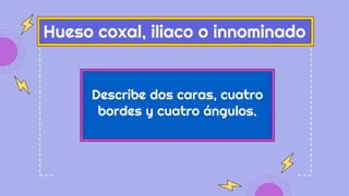 Describe dos caras, cuatro
bordes y cuatro ángulos.
Hueso coxal, iliaco o innominado
 