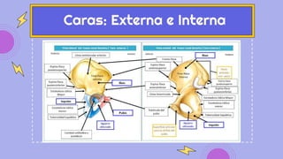 Caras: Externa e Interna
 