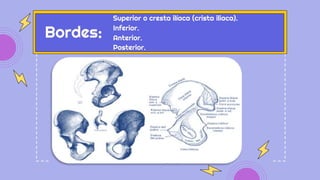 Bordes:
Superior o cresta ilíaca (crista iliaca).
Inferior.
Posterior.
Anterior.
 