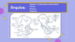 Ángulos:
Superior o cresta ilíaca (crista iliaca).
Inferior.
Posterior.
Anterior.
 