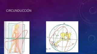 CIRCUNDUCCIÓN
 