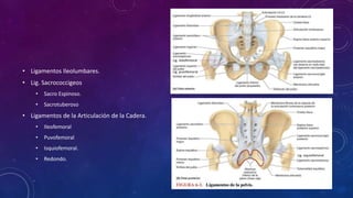 • Ligamentos Ileolumbares.
• Lig. Sacrococcigeos
• Sacro Espinoso.
• Sacrotuberoso
• Ligamentos de la Articulación de la Cadera.
• Ileofemoral
• Puvofemoral
• Isquiofemoral.
• Redondo.
Lig. isleofemoral
Lig. puvofemoral
Lig. isquiofemoral
 