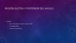 REGIÓN GLÚTEA Y POSTERIOR DEL MUSLO.
• Límites:
• Sup. Crésta ileaca, Trocanter mayor y la EIAS
• Inf. Pliegue Glúteo.
• Anterior: Cintura Pélvica.
 