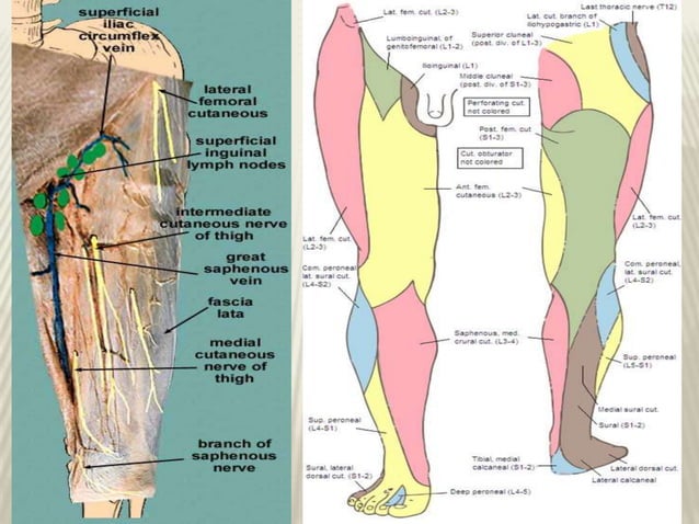 Innervation Of The Lower Limb _ Cutaneous Innervation of The Lower Limb ...