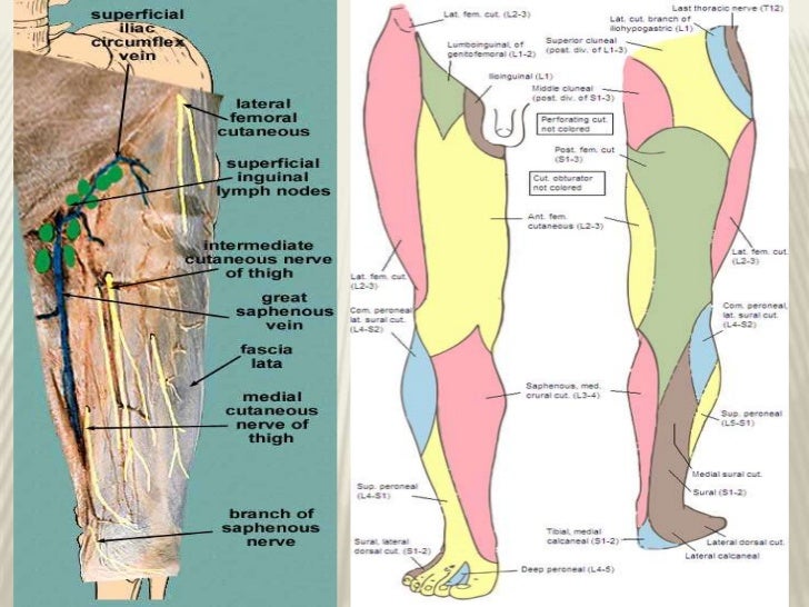 Nerves Of The Leg 21