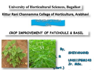 University of Horticultural Sciences, Bagalkot
Kittur Rani Channamma College of Horticulture, Arabhavi




    CROP IMPROVEMENT OF PATCHOULI & BASIL
 