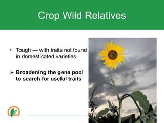 Conserving crop diversity forever
