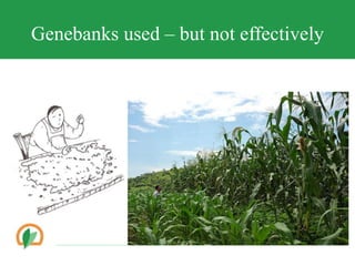 Conserving crop diversity forever