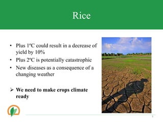 Conserving crop diversity forever