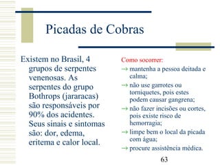 63
Picadas de Cobras
Existem no Brasil, 4
grupos de serpentes
venenosas. As
serpentes do grupo
Bothrops (jararacas)
são responsáveis por
90% dos acidentes.
Seus sinais e sintomas
são: dor, edema,
eritema e calor local.
Como socorrer:
→ mantenha a pessoa deitada e
calma;
→ não use garrotes ou
torniquetes, pois estes
podem causar gangrena;
→ não fazer incisões ou cortes,
pois existe risco de
hemorragia;
→ limpe bem o local da picada
com água;
→ procure assistência médica.
 