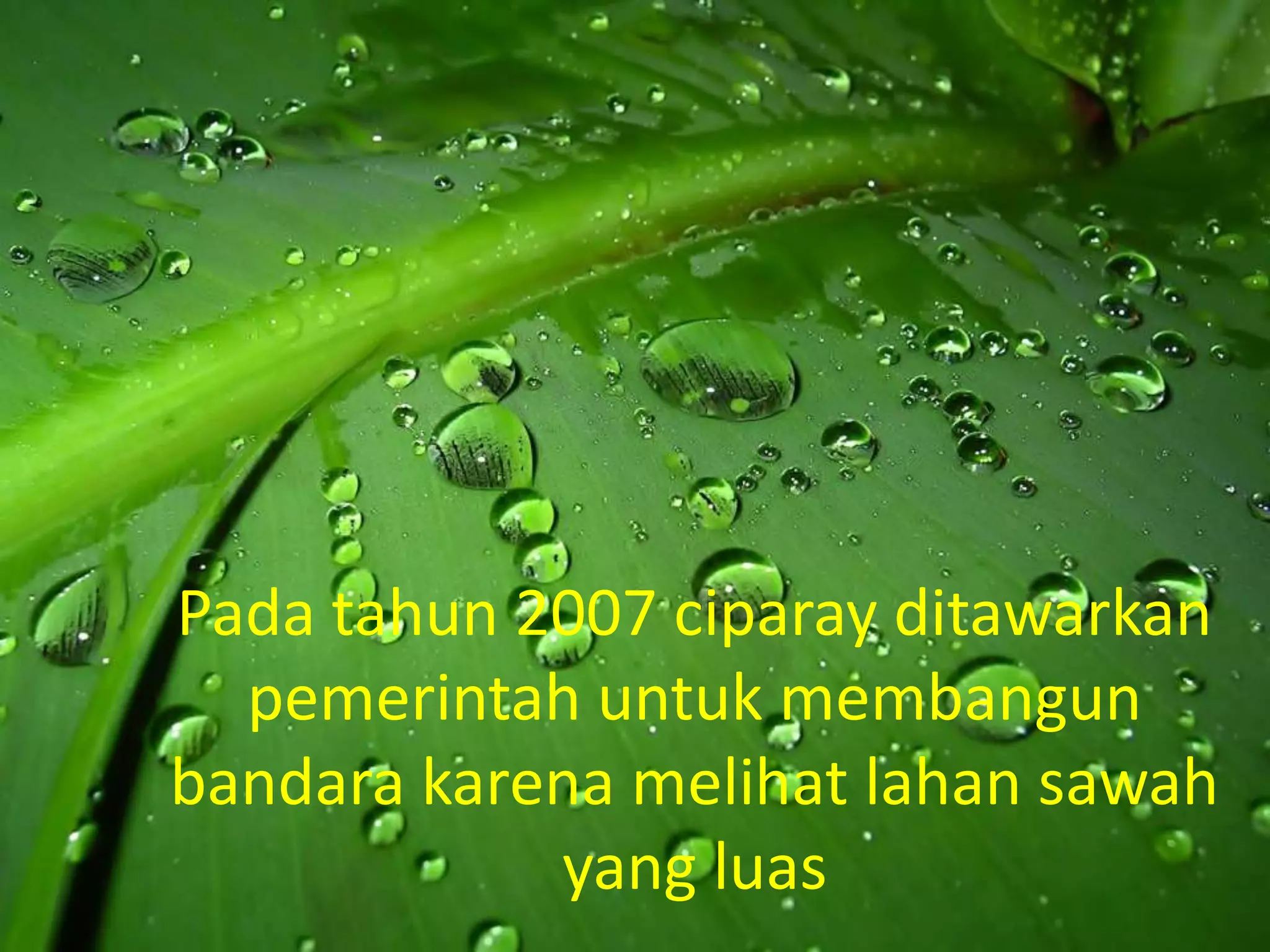 Pada tahun 2007 ciparay ditawarkan
  pemerintah untuk membangun
bandara karena melihat lahan sawah
            yang luas
 