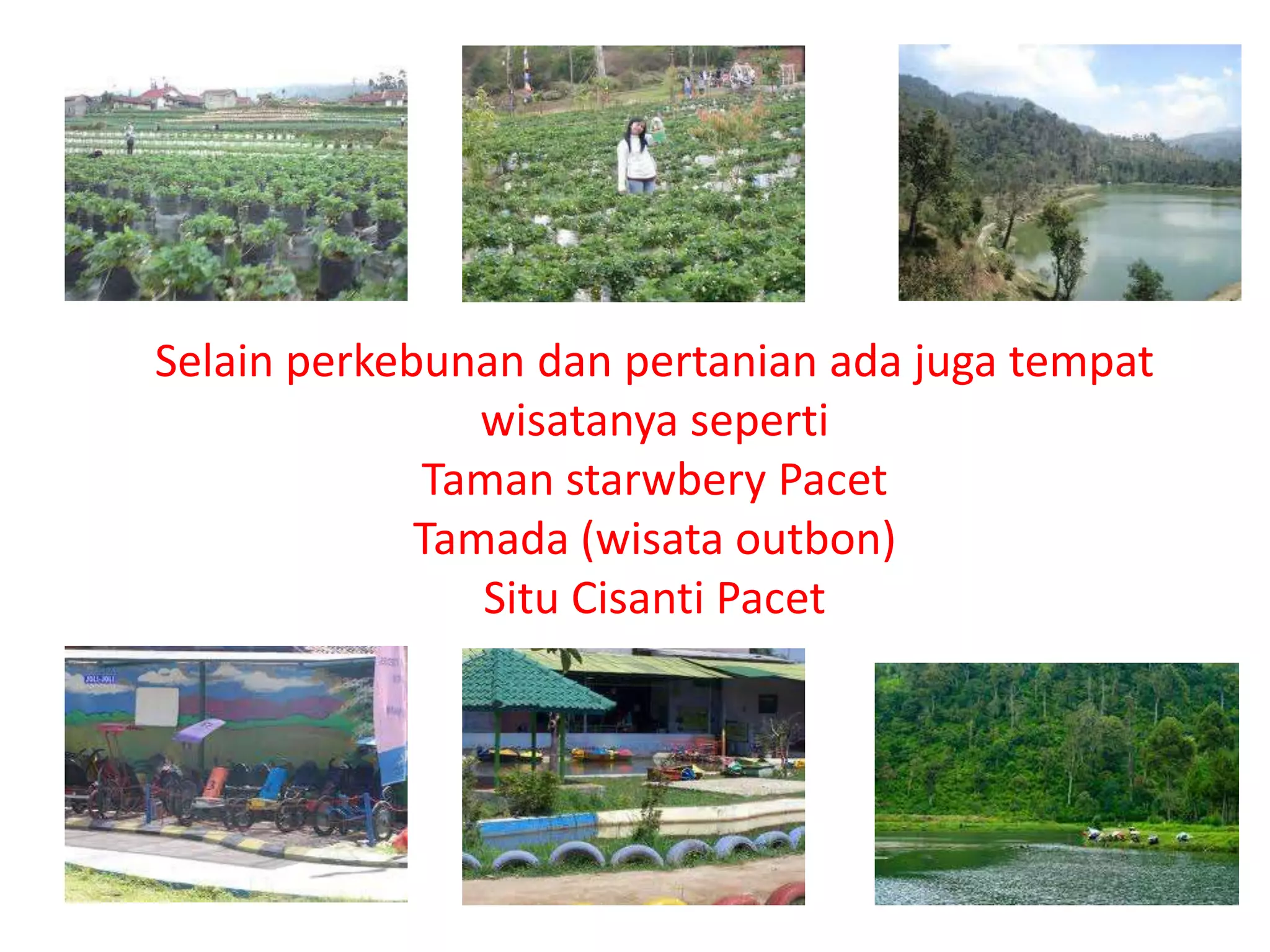 Selain perkebunan dan pertanian ada juga tempat
                wisatanya seperti
             Taman starwbery Pacet
             Tamada (wisata outbon)
                Situ Cisanti Pacet
 