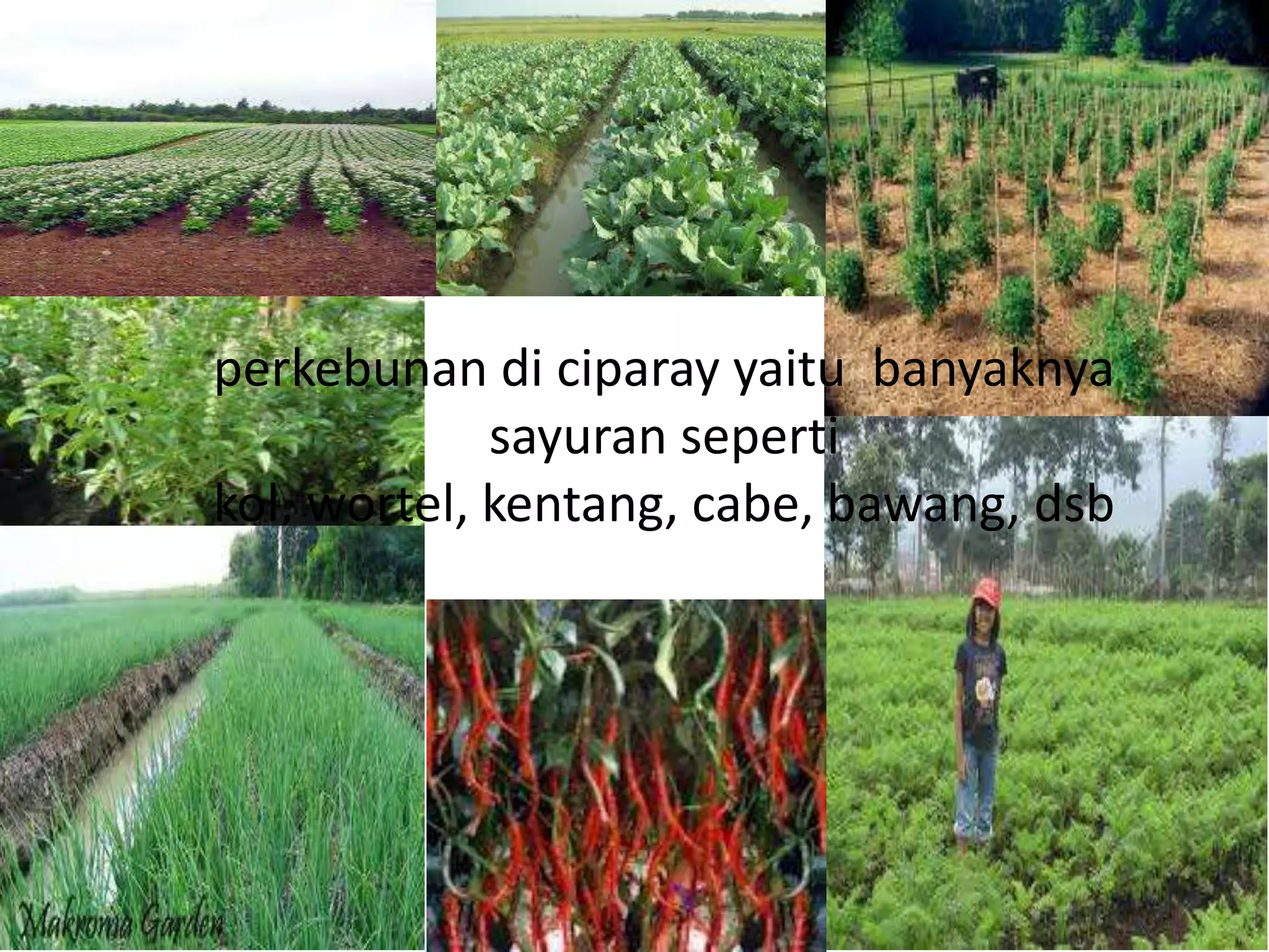 perkebunan di ciparay yaitu banyaknya
             sayuran seperti
kol, wortel, kentang, cabe, bawang, dsb
 