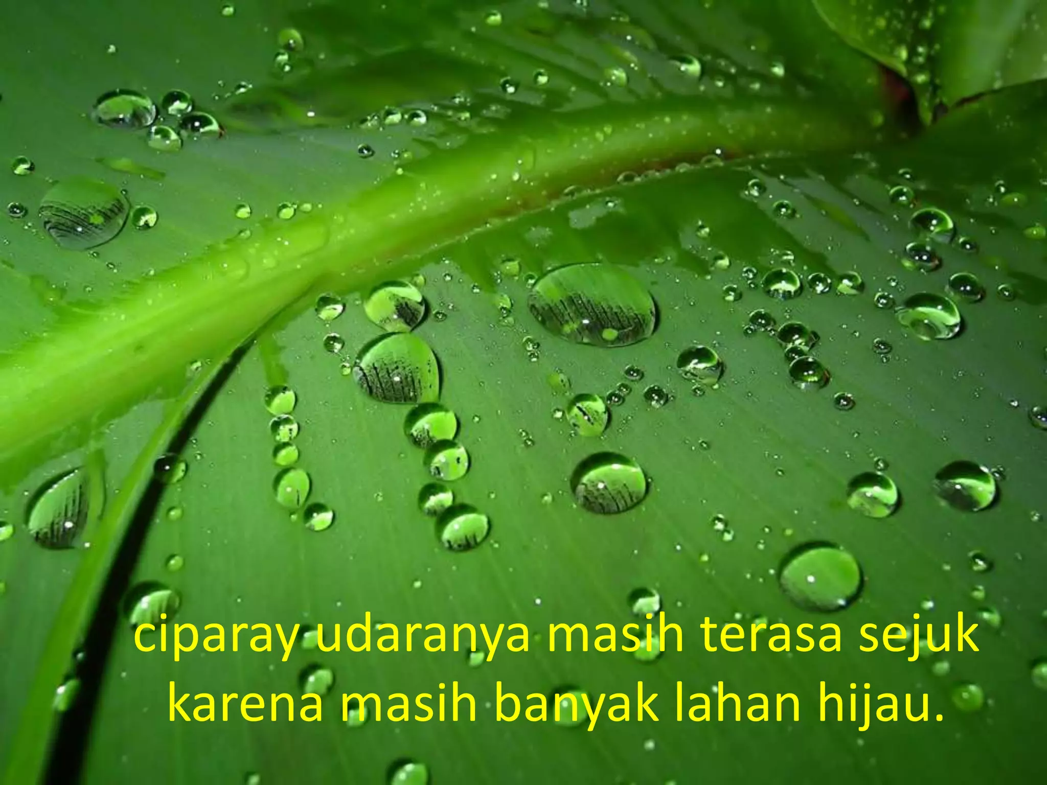 ciparay udaranya masih terasa sejuk
  karena masih banyak lahan hijau.
 