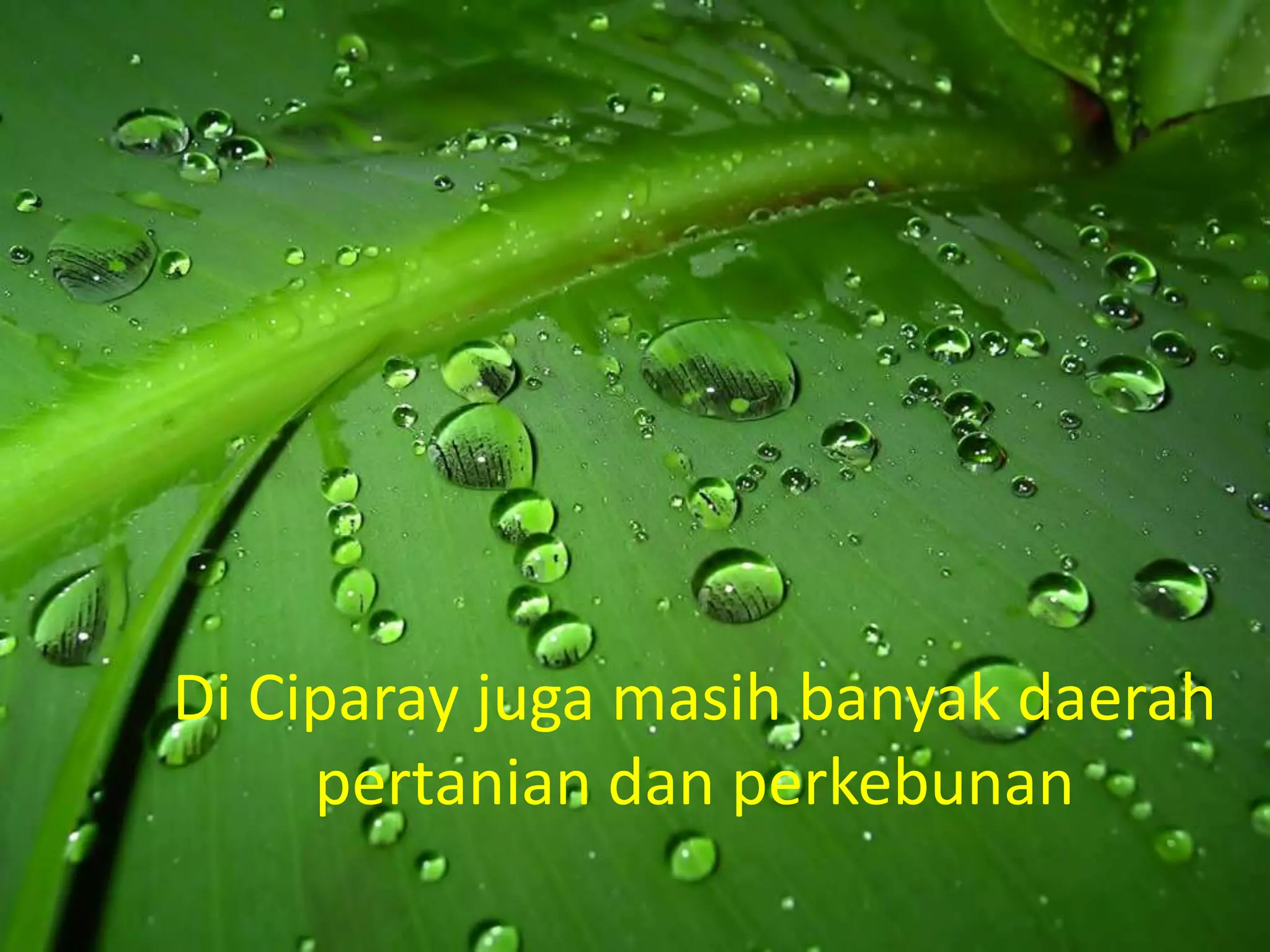 Di Ciparay juga masih banyak daerah
     pertanian dan perkebunan
 
