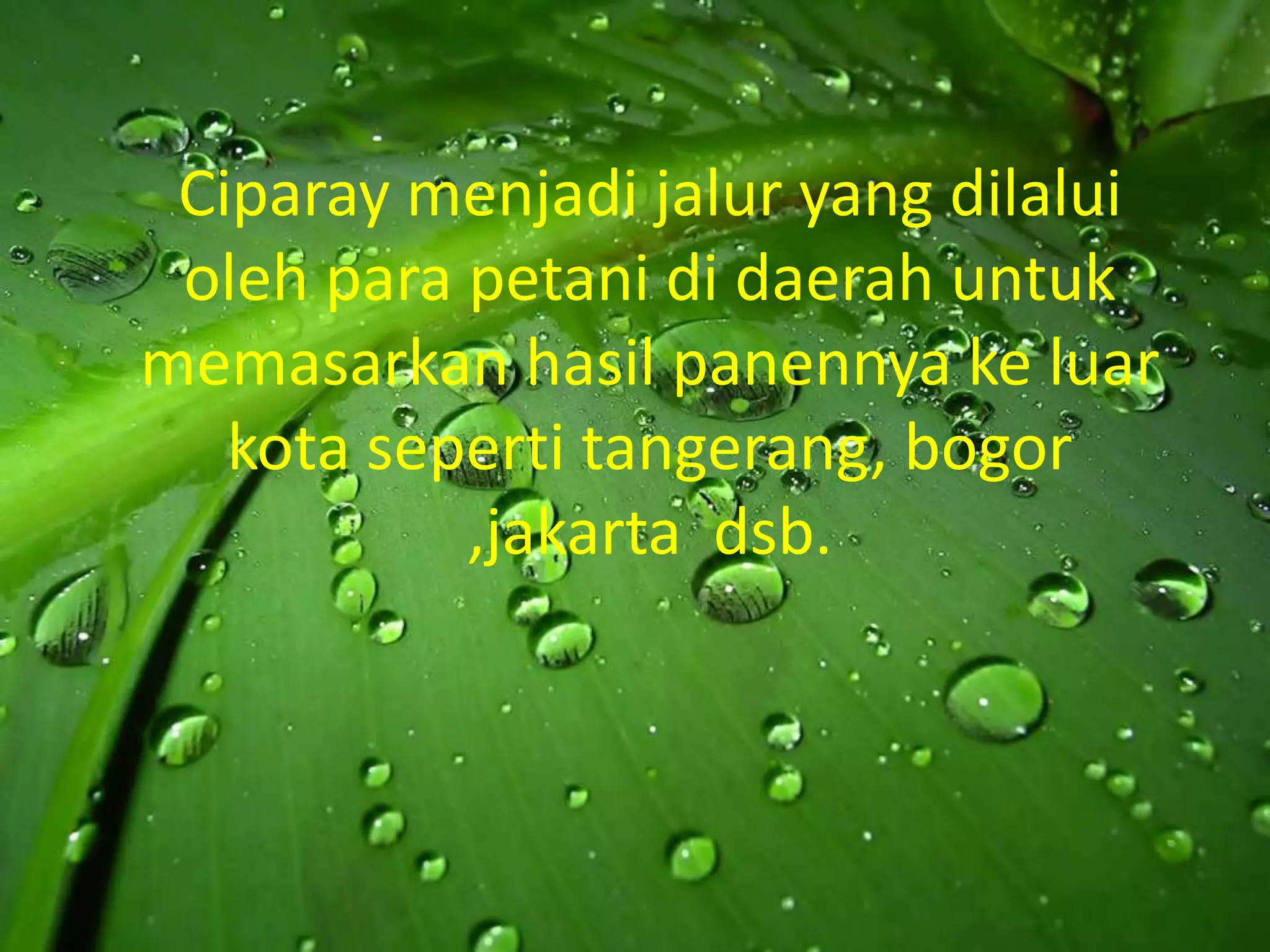 Ciparay menjadi jalur yang dilalui
 oleh para petani di daerah untuk
memasarkan hasil panennya ke luar
   kota seperti tangerang, bogor
           ,jakarta dsb.
 