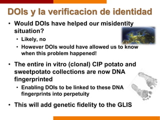 DOIs y la verificacion de identidad
• Would DOIs have helped our misidentity
situation?
• Likely, no
• However DOIs would have allowed us to know
when this problem happened!
• The entire in vitro (clonal) CIP potato and
sweetpotato collections are now DNA
fingerprinted
• Enabling DOIs to be linked to these DNA
fingerprints into perpetuity
• This will add genetic fidelity to the GLIS
 