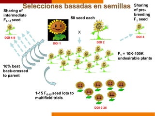 Selecciones basadas en semillas
50 seed each
X
F1 = 10K-100K
undesirable plants
10% best
back-crossed
to parent
1-15 F6-15 seed lots to
multifield trials
DOI 1 DOI 2
DOI 3
Sharing
of pre-
breeding
F1 seed
DOI 4-9
Sharing of
intermediate
F2-10 seed
DOI 9-25
 
