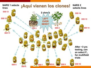 ¡Aquí vienen los clones!
DOI 3 DOI 4
2 clones
After ~3 yrs
testing, can
an select F1
for multifield
trials
DOI 5
DOI 6
DOI 7 DOI 8 DOI 9 DOI 10
X
DOI 11
DOI 12
DOI 13
NARS 1 selects
lines
NARS 2
selects lines
DOI 14
DOI 15
DOI 14
LEFT
OVER
SEED?
 