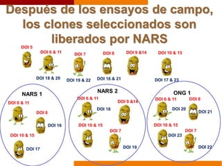 Después de los ensayos de campo,
los clones seleccionados son
liberados por NARSDOI 5
DOI 6 & 11 DOI 7 DOI 8 DOI 9 &14 DOI 10 & 15
DOI 16
DOI 17
NARS 2
DOI 6 & 11
DOI 10 & 15
DOI 18
DOI 9 &14
DOI 7
DOI 19
DOI 18 & 20 DOI 19 & 22 DOI 16 & 21 DOI 17 & 23
NARS 1
DOI 6 & 11
DOI 8
DOI 10 & 15
ONG 1
DOI 6 & 11
DOI 10 & 15
DOI 20
DOI 7
DOI 22
DOI 23
DOI 8
DOI 21
 
