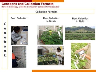 Genebank and Collection Formats
Barcode technology applied in the routinary collection format activities
G
e
n
e
b
a
n
k
Seed Collection
Collection Formats
Plant Collection
in Bench
Plant Collection
in Field
 
