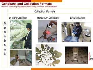 Genebank and Collection Formats
Barcode technology applied in the routinary collection format activities
G
e
n
e
b
a
n
k
In Vitro Collection
Collection Formats
Herbarium Collection Cryo Collection
2
cm
 