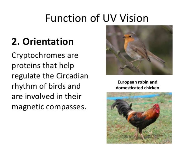 Chicken Ultraviolet Coloring 2
