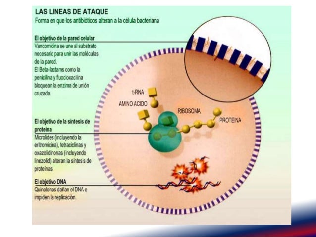 Cipro dna Cipro dna