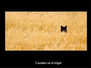 Cazador en el trigal 