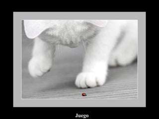 Juego 