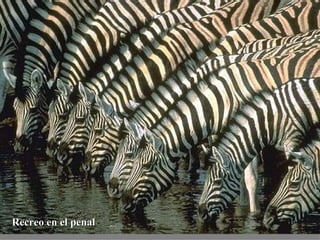 Recreo en el penal 
