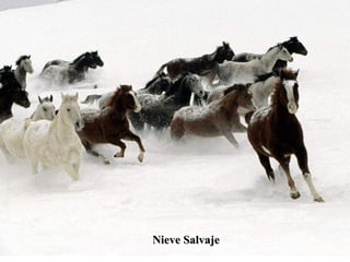 Nieve Salvaje 