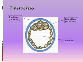Trofoblasto
(MC Externa) Embrioblasto
(MC Interna)
Blastocele
 