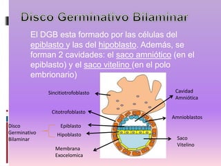 El DGB esta formado por las células del
epiblasto y las del hipoblasto. Además, se
forman 2 cavidades: el saco amniótico (en el
epiblasto) y el saco vitelino (en el polo
embrionario)
Sincitiotrofoblasto
Citotrofoblasto
Epiblasto
Hipoblasto
Disco
Germinativo
Bilaminar
Membrana
Exocelomica
Cavidad
Amniótica
Saco
Vitelino
Amnioblastos
 
