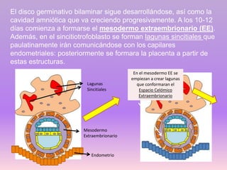 El disco germinativo bilaminar sigue desarrollándose, así como la
cavidad amniótica que va creciendo progresivamente. A los 10-12
días comienza a formarse el mesodermo extraembrionario (EE).
Además, en el sincitiotrofoblasto se forman lagunas sincitiales que
paulatinamente irán comunicándose con los capilares
endometriales: posteriormente se formara la placenta a partir de
estas estructuras.
Lagunas
Sincitiales
Mesodermo
Extraembrionario
Endometrio
En el mesodermo EE se
empiezan a crear lagunas
que conformaran el
Espacio Celómico
Extraembrionario
 