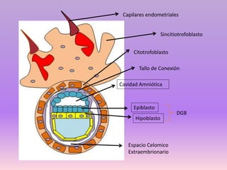 Capilares endometriales
Sincitiotrofoblasto
Citotrofoblasto
Epiblasto
Hipoblasto
Cavidad Amniótica
DGB
Espacio Celomico
Extraembrionario
Tallo de Conexión
 