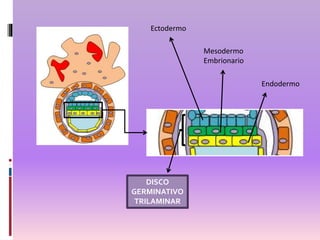 Mesodermo
Embrionario
Ectodermo
Endodermo
DISCO
GERMINATIVO
TRILAMINAR
 
