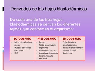 Derivados de las hojas blastodérmicas
De cada una de las tres hojas
blastodérmicas se derivan los diferentes
tejidos que conforman el organismo:
ECTODERMO MESODERMO ENDODERMO
- Epidermis + glándulas
anejas.
- Mucosas de orificios
corporales
- SNC
- Dermis
- Tejido conjuntivo del
organismo
- Aparato circulatorio
- Aparato genitourinario
- Sistema muscular
- Esqueleto
- Tubo digestivo +
glándulas anejas.
- Revestimiento interno de
algunos órganos
(pulmones)
 