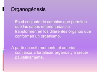 Organogénesis
Es el conjunto de cambios que permiten
que las capas embrionarias se
transformen en los diferentes órganos que
conforman un organismo.
A partir de este momento el embrión
comienza a fortalecer órganos y a crecer
paulatinamente.
 