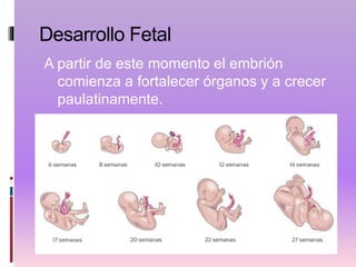 Desarrollo Fetal
A partir de este momento el embrión
comienza a fortalecer órganos y a crecer
paulatinamente.
 