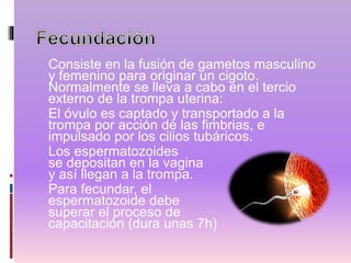 Consiste en la fusión de gametos masculino
y femenino para originar un cigoto.
Normalmente se lleva a cabo en el tercio
externo de la trompa uterina:
El óvulo es captado y transportado a la
trompa por acción de las fimbrias, e
impulsado por los cilios tubáricos.
Los espermatozoides
se depositan en la vagina
y así llegan a la trompa.
Para fecundar, el
espermatozoide debe
superar el proceso de
capacitación (dura unas 7h)
 