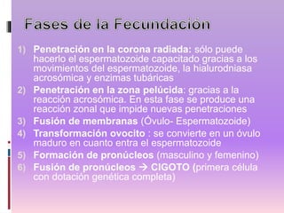 1) Penetración en la corona radiada: sólo puede
hacerlo el espermatozoide capacitado gracias a los
movimientos del espermatozoide, la hialurodniasa
acrosómica y enzimas tubáricas
2) Penetración en la zona pelúcida: gracias a la
reacción acrosómica. En esta fase se produce una
reacción zonal que impide nuevas penetraciones
3) Fusión de membranas (Óvulo- Espermatozoide)
4) Transformación ovocito : se convierte en un óvulo
maduro en cuanto entra el espermatozoide
5) Formación de pronúcleos (masculino y femenino)
6) Fusión de pronúcleos  CIGOTO (primera célula
con dotación genética completa)
 